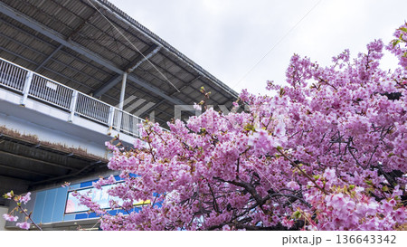 三浦海岸の河津桜 136643342