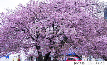 三浦海岸の河津桜 三浦海岸の河津桜 136643343