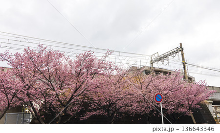 三浦海岸の河津桜 三浦海岸の河津桜 136643346