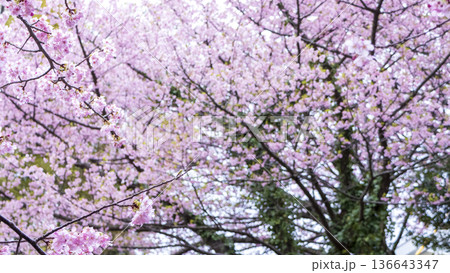 三浦海岸の河津桜 136643347