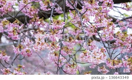 三浦海岸の河津桜 三浦海岸の河津桜 136643349