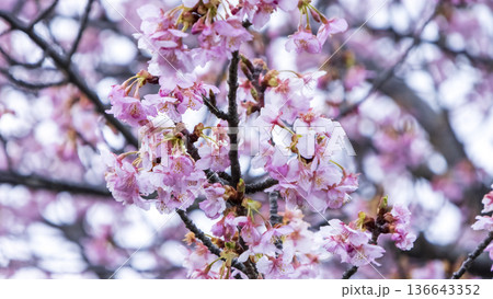 三浦海岸の河津桜 136643352