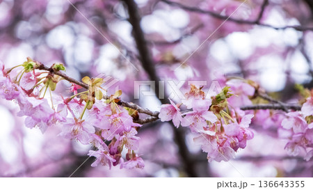 三浦海岸の河津桜 三浦海岸の河津桜 136643355