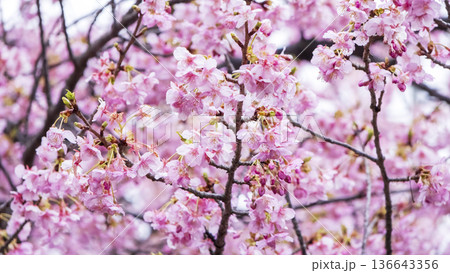 三浦海岸の河津桜 136643356