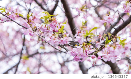 三浦海岸の河津桜 136643357