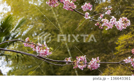 三浦海岸の河津桜 三浦海岸の河津桜 136643361