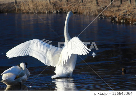 下野市烏ヶ森の池の白鳥 136643364