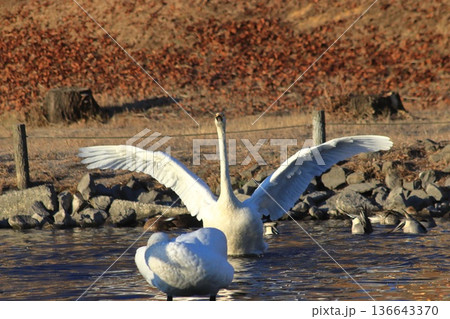 下野市烏ヶ森の池の白鳥 136643370