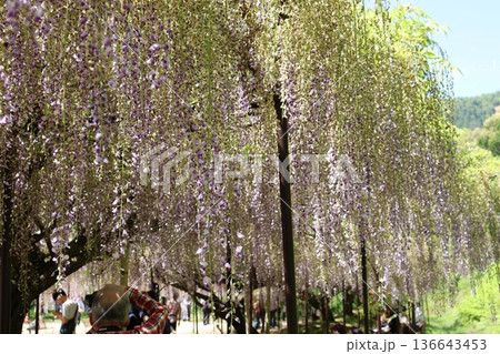 兵庫県丹波市白毫寺の九尺藤 136643453