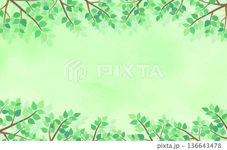 新緑の葉の背景4_横 新緑の葉の背景4_横 136643478