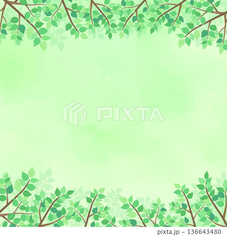 新緑の葉の背景4_正方形 136643480