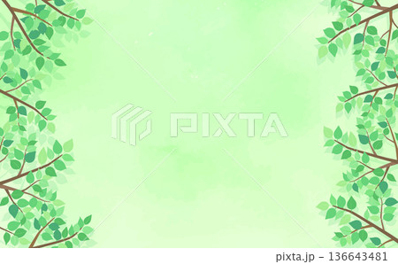 新緑の葉の背景5_横 136643481