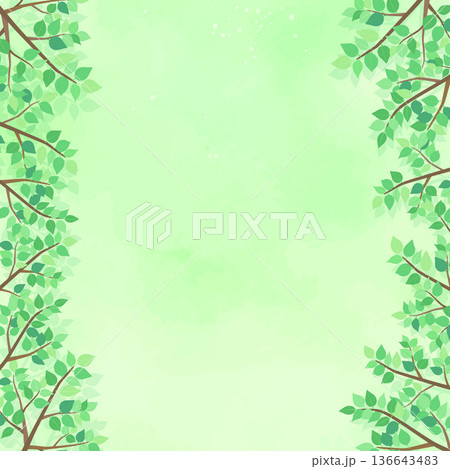 新緑の葉の背景5_正方形 136643483