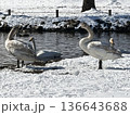 下野市烏ヶ森の池の雪の白鳥 136643688