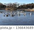 下野市烏ヶ森の池の白鳥 136643689