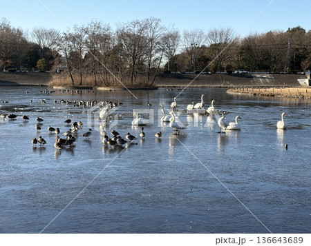 下野市烏ヶ森の池の白鳥 136643689
