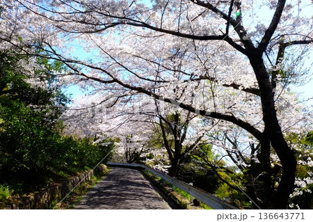 桜のトンネル　【相模原市津久井　4月】 136643771