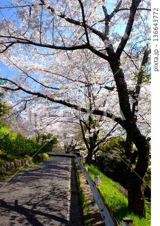 桜咲く道路　【相模原市津久井　4月】 136643772