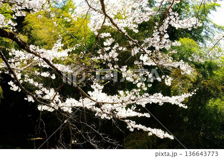 竹林に咲く桜　【相模原市津久井　4月】 136643773