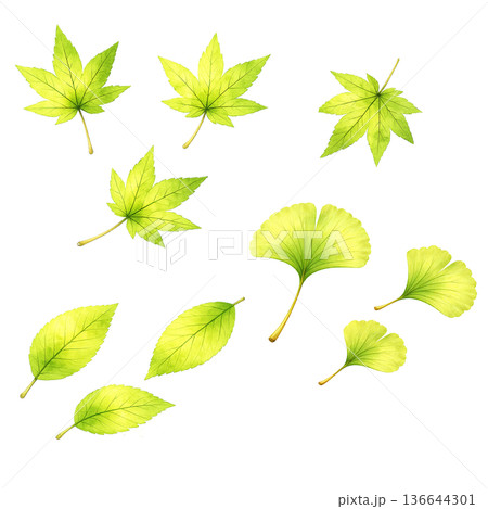 葉っぱ ミックスセット 水彩 ナチュラル 植物 イラスト 切り抜き素材 136644301