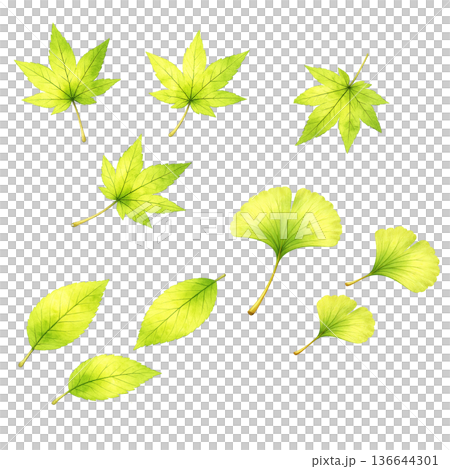 葉っぱ ミックスセット 水彩 ナチュラル 植物 イラスト 切り抜き素材 136644301