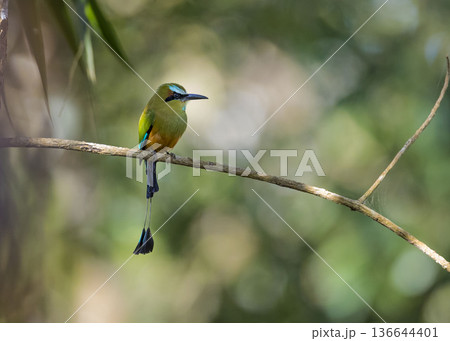 アオマユハチクイモドキ  コスタリカで撮影  136644401