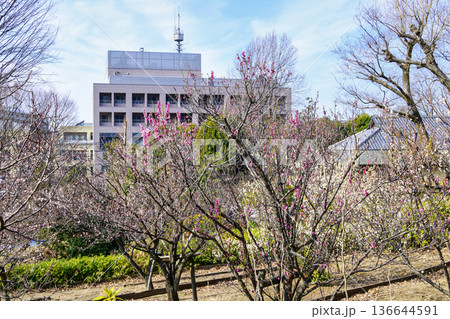 東京都　世田谷区　羽根木公園　梅園　梅まつり 136644591