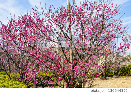 東京都 世田谷区 羽根木公園 梅園 梅まつり 東京都 世田谷区 羽根木公園 梅園 梅まつり 136644592