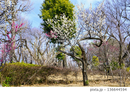 東京都　世田谷区　羽根木公園　梅園　梅まつり 136644594