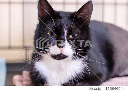 Gentle feline awaiting home. Relaxed black and white cat patiently waiting for care and love Gentle feline awaiting home. Relaxed black and white cat patiently waiting for care and love 136646044