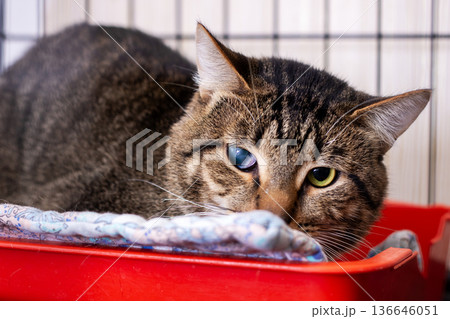 Gentle domestic cat with cloudy eye enjoys tranquil rest within supportive shelter environment Gentle domestic cat with cloudy eye enjoys tranquil rest within supportive shelter environment 136646051