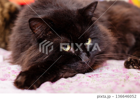 Calm blackhaired feline with vivid yellow gaze sleeping serenely atop ornate and decorative covers Calm blackhaired feline with vivid yellow gaze sleeping serenely atop ornate and decorative covers 136646052