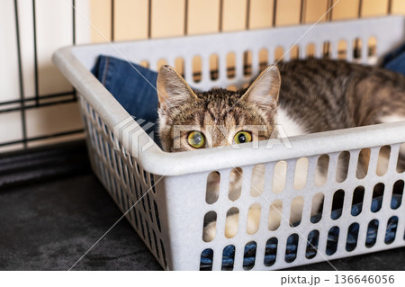 Playful cat in cozy nook. Intrigued cat peeking from soft laundry container with alert eyes 136646056