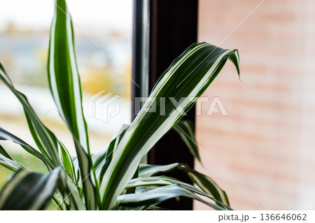 Serene scene showing healthy variegated dracaena leaves illuminated by gentle morning sunlight Serene scene showing healthy variegated dracaena leaves illuminated by gentle morning sunlight 136646062