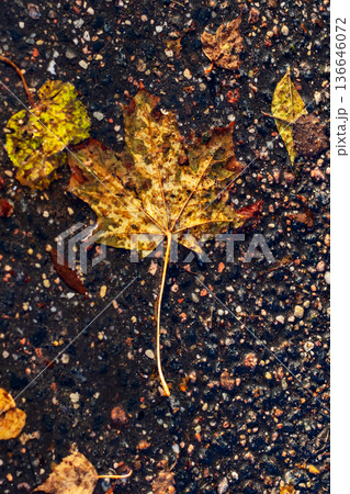 Glistening maple leaf lying on damp pavement with yellow veins and weathered textures 136646072