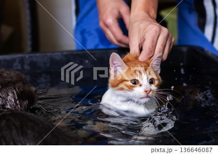 Adventurous young cat in shallow water with owner supporting and warm towel prepared 136646087