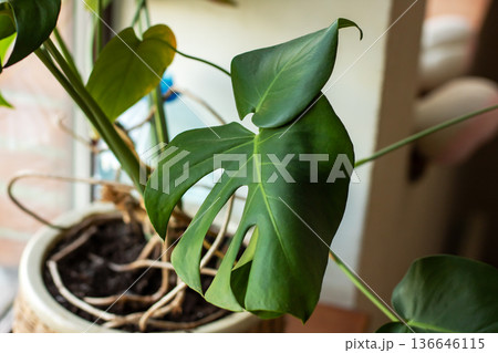 Bright sunlight highlights lush foliage. Sunlit monstera adorns cozy interior design Bright sunlight highlights lush foliage. Sunlit monstera adorns cozy interior design 136646115