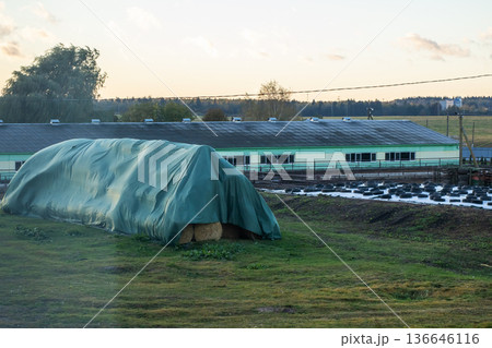 Agricultural landscape with hay storage. Tranquil farmyard featuring hay and barns 136646116