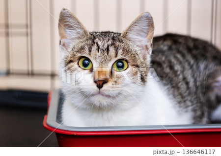 Playful cat with bright green eyes. Eager tabby posing with soft fur and curious expression 136646117