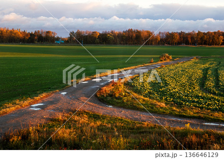 Serene rural journey. Quiet rural trail winds past vibrant flowers toward distant wooded horizon Serene rural journey. Quiet rural trail winds past vibrant flowers toward distant wooded horizon 136646129