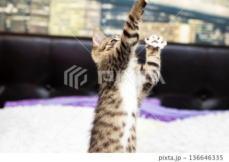 Young cat stretching excitedly. Energetic juvenile tabby raising paws in midair stretch 136646335