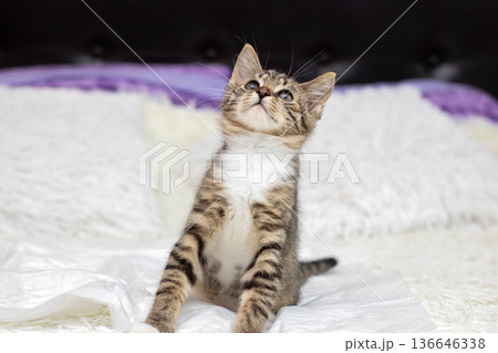 Young tabby feline stretching joyfully amidst soft surroundings and gentle illumination 136646338