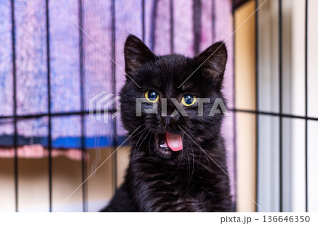 Playful speckled cat with piercing yellow gaze relaxes in bustling shelter environment 136646350