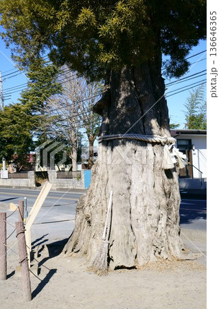 9730　前玉神社　神木 136646365