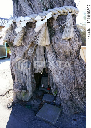 9732 前玉神社 ご神木 9732 前玉神社 ご神木 136646867