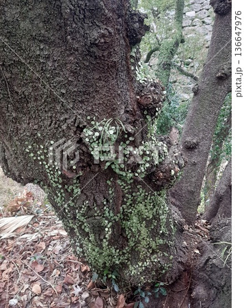 木に生えた植物　木の表面 136647976