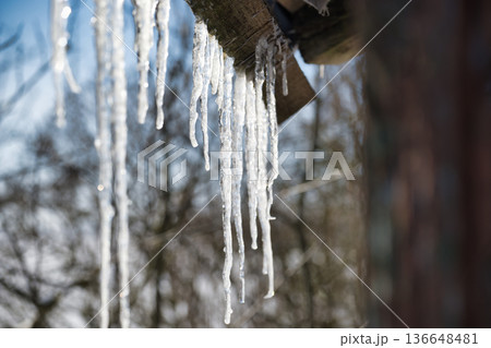 Close up of icicles hanging from a wooden roof in winter with blurred trees in the background 136648481