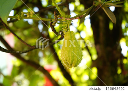 Close up of a prickly green Chayote hanging from a vine in a garden Close up of a prickly green Chayote hanging from a vine in a garden 136648692