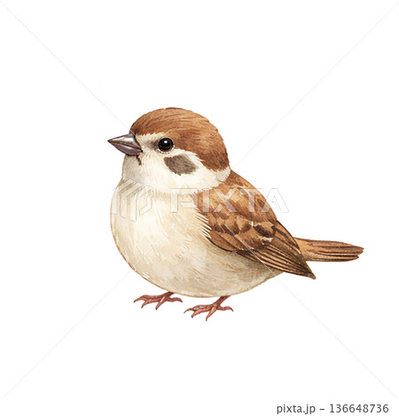 スズメ 小鳥 野鳥 水彩 かわいい イラスト 切り抜き素材 136648736
