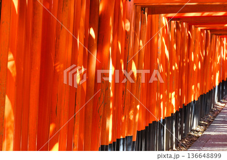 京都　伏見稲荷大社　千本鳥居（京都府京都市伏見区） 136648899